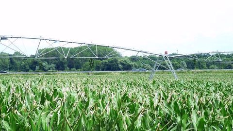 En moyenne, 615 000 ha de maïs (grain, semences et fourrage compris) sont irrigués chaque année en France (selon le recensement général agricole, 2010). (©Terre-net Média)