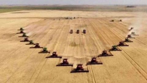 Les 20 moissonneuses-batteuses ont récolté les 258 hectares en quelques heures à Milestone, en Saskatchewan. (©Jeff Brown) Les 20 moissonneuses-batteuses ont récolté les 258 hectares en quelques heures à Milestone, en Saskatchewan. (©Jeff Brown)