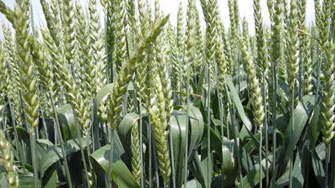 Les formations Arvalis-Institut du végétal sont ouvertes à tous les professionnels du monde agricole. (©Terre-net Média)