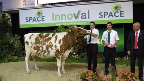 Iliade, grande championne et championne adulte de la race Pie rouge. (©Space) Iliade, grande championne et championne adulte de la race Pie rouge. (©Space)