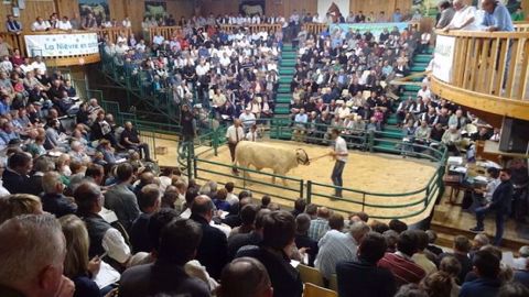 Les éleveurs charolais n'auront plus besoin de se déplacer pour participer aux ventes aux enchères de reproducteurs grâce aux ventes en ligne organisées par le Herd Book. (©Herd Book Charolais) Les éleveurs charolais n'auront plus besoin de se déplacer pour participer aux ventes aux enchères de reproducteurs grâce aux ventes en ligne organisées par le Herd Book. (©Herd Book Charolais)