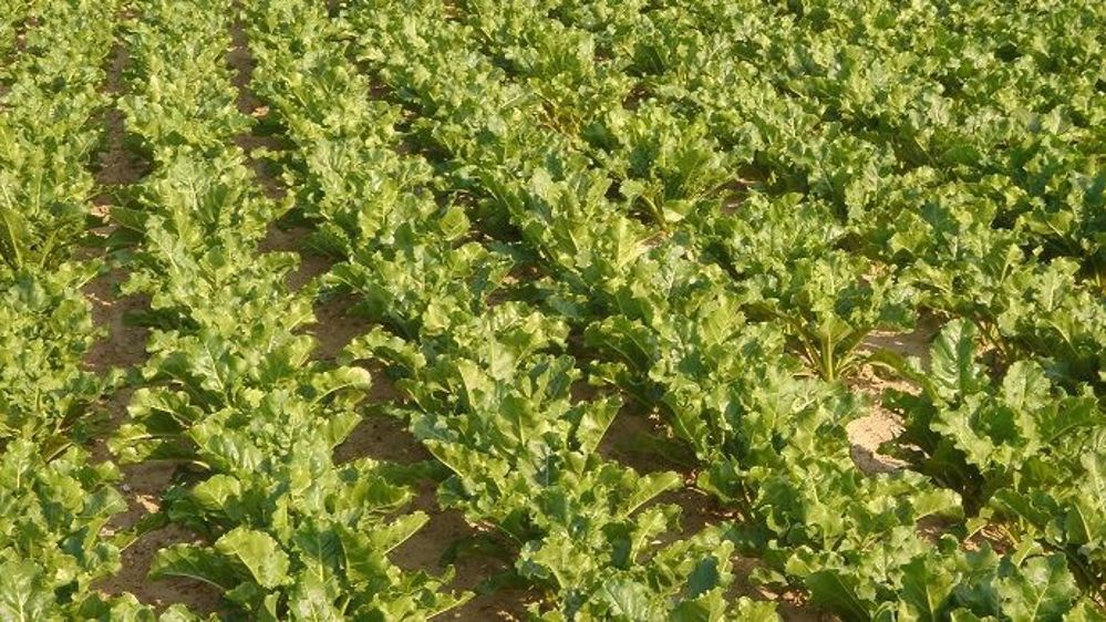 La recherche d'alternatives aussi efficaces que les néonicotinoïdes est en cours mais cela demande beaucoup de temps. (©Terre-net Média)