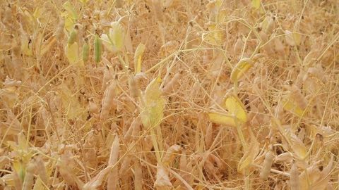 Le bilan de la récolte 2018 est plutôt satisfaisant pour les protéagineux suite aux conditions climatiques défavorables. (©Terre-net Média)