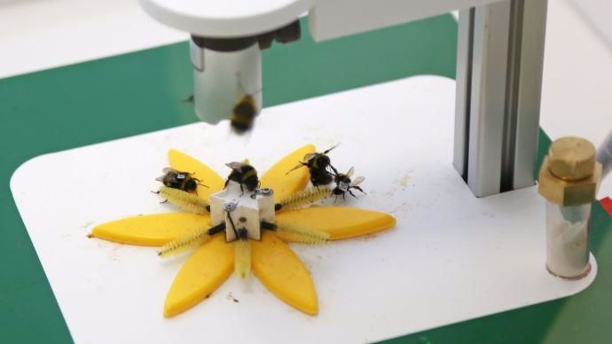 Observation des abeilles sur fleur connectée