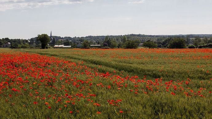 Champ de céréales envahi de coquelicots.