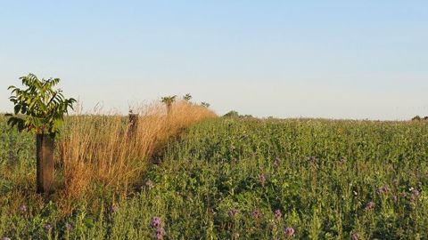 En 2017, Michel Galmel a implanté sur son exploitation 600 arbres et 3 km de haies en intra-parcellaire. (©Ferme des Ruelles)