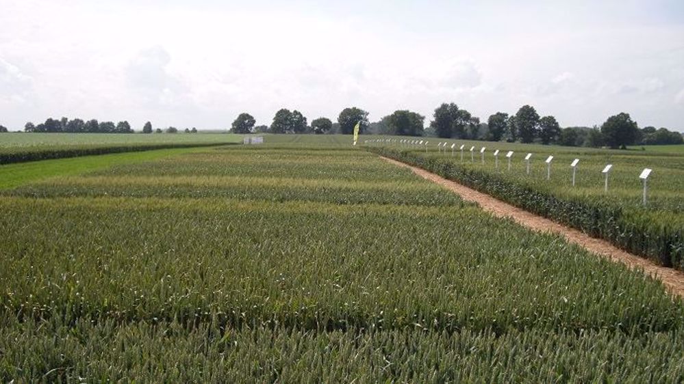 Asur Plant Breeding bénéficie à la fois des acquis de Saaten-Union Recherche, mais aussi « d'un actionnariat élargi et d'une stratégie d'entreprise renouvelée », selon son communiqué.  (©Terre-net Média)