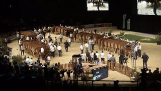 Palmarès de tous les concours bovins du Sommet de l'élevage 2018 à découvrir ci-dessous. (©Sommet de l'élevage) Palmarès de tous les concours bovins du Sommet de l'élevage 2018 à découvrir ci-dessous. (©Sommet de l'élevage)