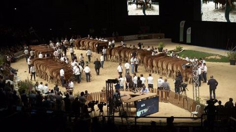 Palmarès de tous les concours bovins du Sommet de l'élevage 2018 à découvrir ci-dessous. (©Sommet de l'élevage)