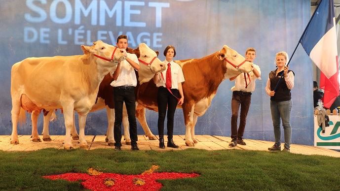 Lot français simmental