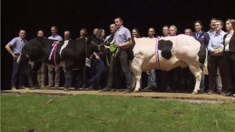 Médaille décroche le prix de meilleur animal du concours Blanc Bleu