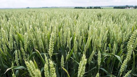 Selon les essais BASF, le retour sur investissement de la protection fongicide pour les blés 2017/2018 est estimé à 4,4, au lieu de 2,3 pour la campagne 2016/2017. (©BASF)