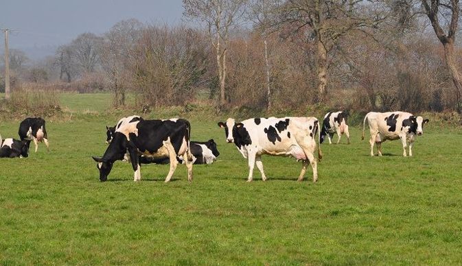 Vaches laitières au pré
