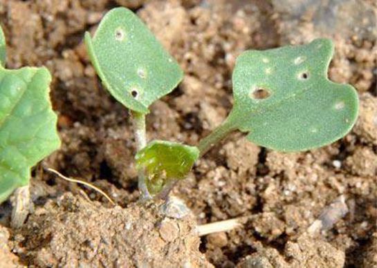 Dégâts d'altises : moins de 25 % de la surface foliaire