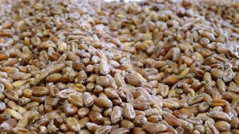 Le blé tendre 2018 semble idéal pour l'alimentation animale : sa faible teneur en eau assure une bonne conservation et sa teneur en protéines dépasse la moyenne des cinq dernières années. (©Terre-net Média)