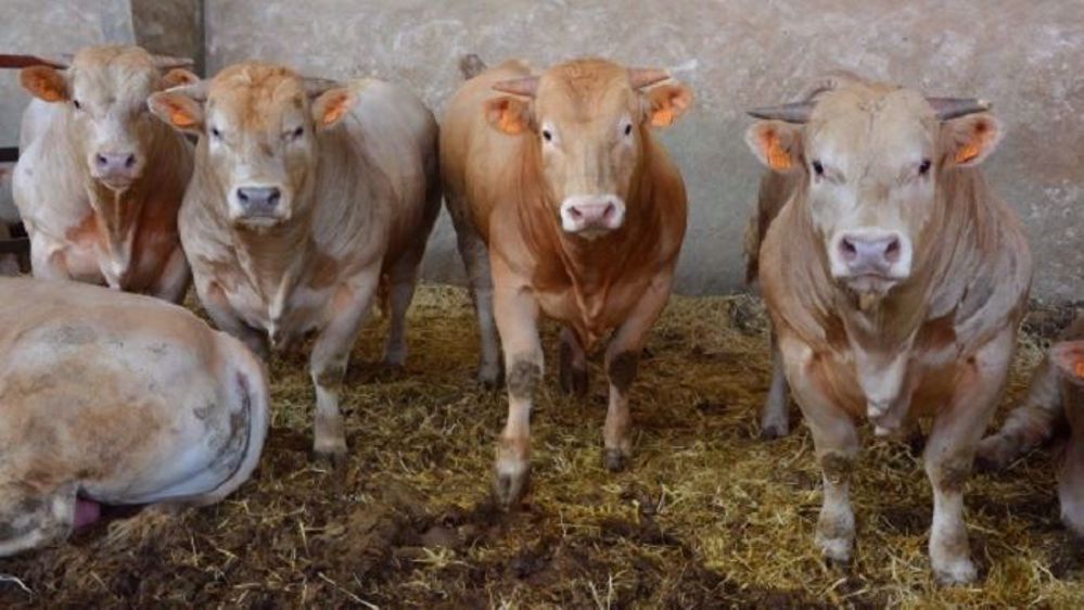 L’outil Atless permet d’évaluer la sécurité des lots de jeunes bovins par rapport aux maladies respiratoires. (©Terre-net Média)