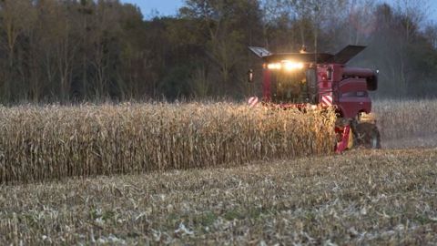Le ministère américain de l'agriculture a révisé à la baisse son estimation de production de maïs US. (©Watier visuel)