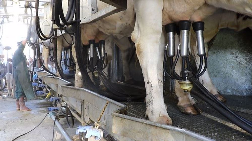 L'astreinte de la traite oblige les éleveurs laitiers à démarrer leur journée de bonne heure. Un tiers d'entre eux mettent en route avant 6h30. (©Terre-net Média)