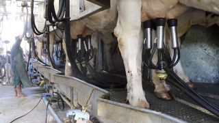 L'astreinte de la traite oblige les éleveurs laitiers à démarrer leur journée de bonne heure. Un tiers d'entre eux mettent en route avant 6h30. (©Terre-net Média) L'astreinte de la traite oblige les éleveurs laitiers à démarrer leur journée de bonne heure. Un tiers d'entre eux mettent en route avant 6h30. (©Terre-net Média)