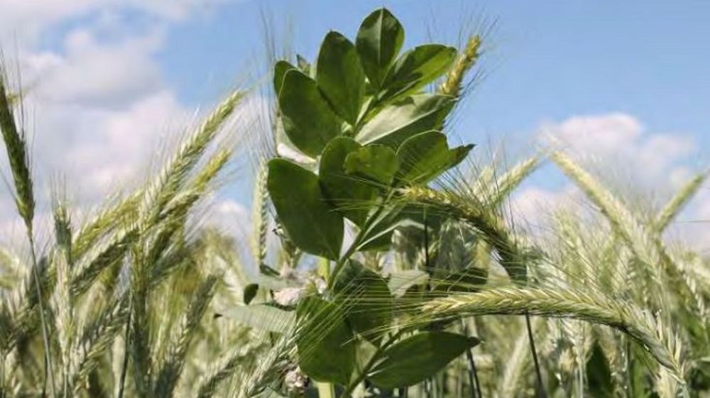 L'association triticale + féverole pour une récolte en grains est la plus recommandée par les experts du programme Reine Mathilde pour sa productivité et sa bonne valeur MAT (©Reine Mathilde)
