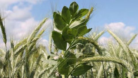 L'association triticale + féverole pour une récolte en grains est la plus recommandée par les experts du programme Reine Mathilde pour sa productivité et sa bonne valeur MAT (©Reine Mathilde)
