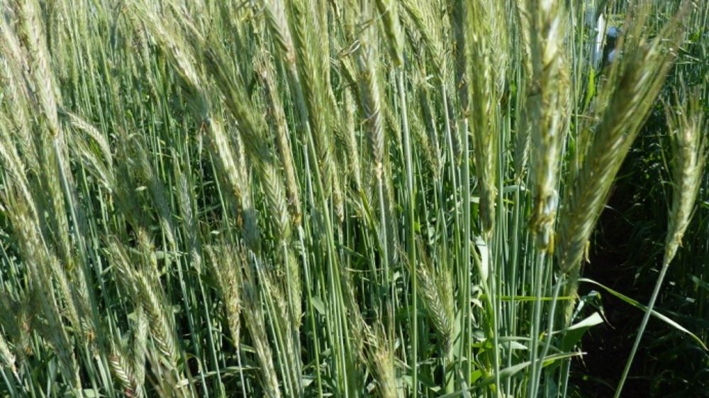 Le seigle cultivé en pur couvre le sol et étouffe les adventices. C'est une céréale haute sur paille et productive. (©Terre-net Média)