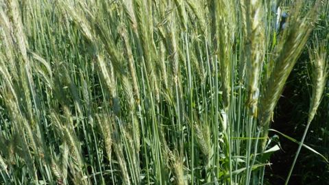 Le seigle cultivé en pur couvre le sol et étouffe les adventices. C'est une céréale haute sur paille et productive. (©Terre-net Média)