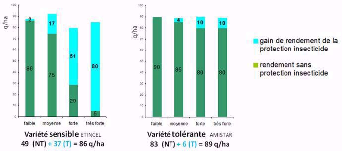 Comparaison de rendements et de gains acquis avec la lutte insecticide selon différentes pressions de JNO, entre une variété d’escourgeon sensible et une variété tolérante (regroupement 15 essais, campagnes 2014-2018)