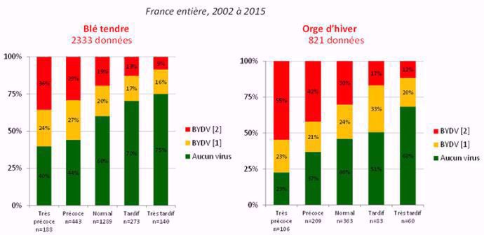 Intensité de détection de virus de la jaunisse nanisante de l’orge (BYDV) selon la date de semis