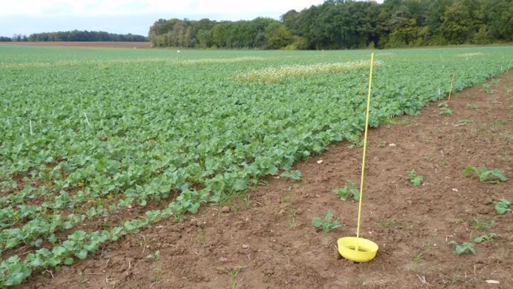  8 à 10 jours après les premières captures significatives, les femelles du charançon du bourgeon terminal sont généralement aptes à pondre. (©Terre-net Média)