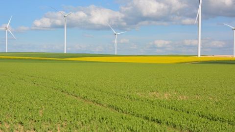 Les résultats des essais variétaux en pois et féveroles de printemps sont disponibles. (©Terre-net Média)