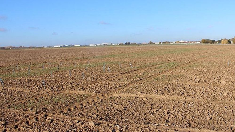 Quelles conséquences peuvent avoir les levées tardives pour les céréales d'hiver ? Arvalis-Institut du végétal fait le point. (©Arvalis-Institut du végétal)