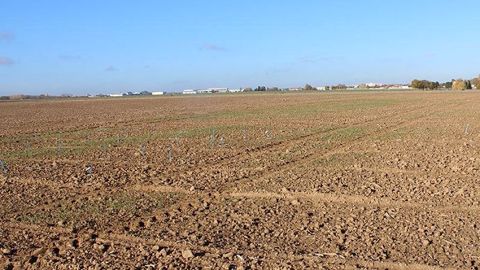 Quelles conséquences peuvent avoir les levées tardives pour les céréales d'hiver ? Arvalis-Institut du végétal fait le point. (©Arvalis-Institut du végétal)