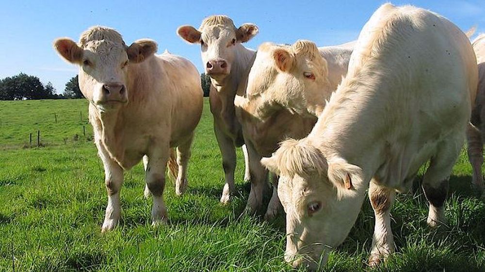 La ferme expérimentale des Etablières teste des nouvelles technologies afin d'évaluer leurs intérêts pour l'éleveur et son troupeau (©Ferme des Etablières)