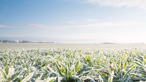 Une vague de froid est anticipée cette semaine sur l’ensemble de l’Europe.  (©Terre-net Média)