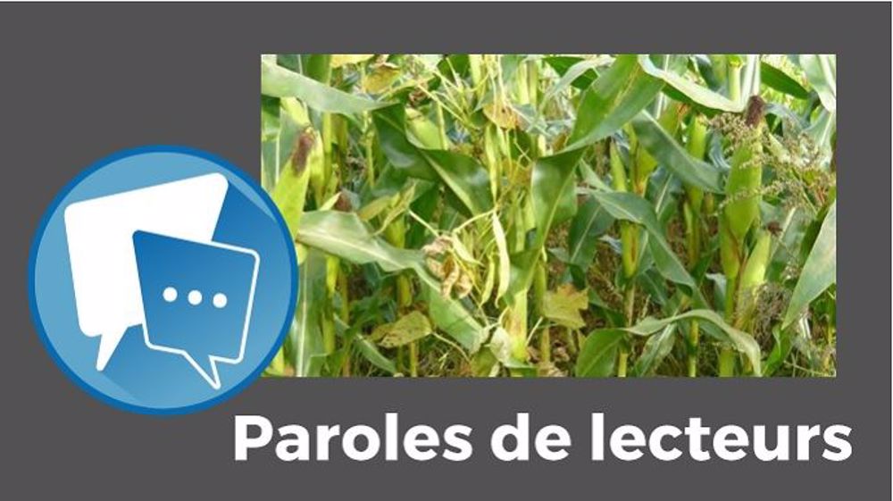  « La féverole, bien implantée dans tout le champ, gère la densité du maïs », précise Patrice Brachet. (©Reine Mathilde//Création Terre-net Média)
