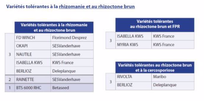 Variétés tolérantes à la rhizomanie et au rhizoctone brun