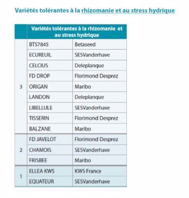 Variétés tolérantes à la rhizomanie et au stress hydrique