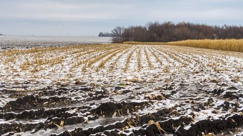 L'arrivée de la neige au nord de la Corn Belt perturbe la fin des moissons de maïs. (©Fotolia/Yuri Kravchenko)