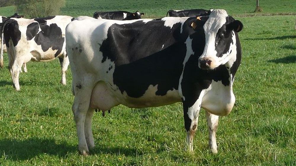 Faut-il continuer à alimenter des vaches au pâturage ? Peuvent-elles se passer de minéraux ? Combien de temps doivent-elles sortir ? Autant de questions que certains éleveurs se sont déjà posées et auxquelles la chambre d'agriculture de Bretagne répond. (©Terre-net Média)