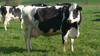 Faut-il continuer à alimenter des vaches au pâturage ? Peuvent-elles se passer de minéraux ? Combien de temps doivent-elles sortir ? Autant de questions que certains éleveurs se sont déjà posées et auxquelles la chambre d'agriculture de Bretagne répond. (©Terre-net Média) Faut-il continuer à alimenter des vaches au pâturage ? Peuvent-elles se passer de minéraux ? Combien de temps doivent-elles sortir ? Autant de questions que certains éleveurs se sont déjà posées et auxquelles la chambre d'agriculture de Bretagne répond. (©Terre-net Média)