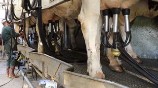 Augmenter la production par vache est possible avec une ration d'excellente qualité. En revanche, il faut se pencher sur le coût de ce lait en plus. Augmenter la taille du cheptel pour produire plus est plutôt la solution à envisager, à condition de maîtriser les investissements et le travail supplémentaire. (©Terre-net-média) Augmenter la production par vache est possible avec une ration d'excellente qualité. En revanche, il faut se pencher sur le coût de ce lait en plus. Augmenter la taille du cheptel pour produire plus est plutôt la solution à envisager, à condition de maîtriser les investissements et le travail supplémentaire. (©Terre-net-média)
