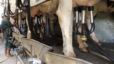 Augmenter la production par vache est possible avec une ration d'excellente qualité. En revanche, il faut se pencher sur le coût de ce lait en plus. Augmenter la taille du cheptel pour produire plus est plutôt la solution à envisager, à condition de maîtriser les investissements et le travail supplémentaire. (©Terre-net-média) Augmenter la production par vache est possible avec une ration d'excellente qualité. En revanche, il faut se pencher sur le coût de ce lait en plus. Augmenter la taille du cheptel pour produire plus est plutôt la solution à envisager, à condition de maîtriser les investissements et le travail supplémentaire. (©Terre-net-média)
