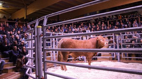 N'hésitez pas à nous informer d'une vente de taureaux ou de vaches qui aurait sa place sur cette page en envoyant un mail à dscohy@terre-net-media.fr et redaction@web-agri.fr (©France Limousin sélection) N'hésitez pas à nous informer d'une vente de taureaux ou de vaches qui aurait sa place sur cette page en envoyant un mail à dscohy@terre-net-media.fr et redaction@web-agri.fr (©France Limousin sélection)