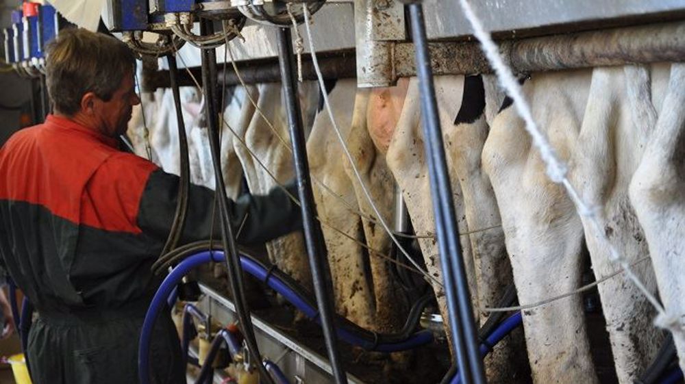 52 % des trayeurs sont des hommes (dont 2,9 % des salariés). Cela tord le cou au cliché « madame s'occupe de la traite pendant que monsieur distribue l'alimentation ». (©Terre-net Média)