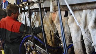 52 % des trayeurs sont des hommes (dont 2,9 % des salariés). Cela tord le cou au cliché « madame s'occupe de la traite pendant que monsieur distribue l'alimentation ». (©Terre-net Média) 52 % des trayeurs sont des hommes (dont 2,9 % des salariés). Cela tord le cou au cliché « madame s'occupe de la traite pendant que monsieur distribue l'alimentation ». (©Terre-net Média)