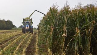 L'ensilage de maïs brins longs oblige à insister sur le tassement du silo pour assurer sa conservation. De plus, il n'y aura pas de différences par rapport à un ensilage classique sur les performances laitières. (©Terre-net-média) L'ensilage de maïs brins longs oblige à insister sur le tassement du silo pour assurer sa conservation. De plus, il n'y aura pas de différences par rapport à un ensilage classique sur les performances laitières. (©Terre-net-média)