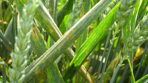 Reconnaissable à ses pustules brunes à brunes orangées, la rouille brune apparaît généralement tardivement sur les feuilles supérieures entre le stade dernière feuille pointante et l'épiaison. De rares pustules peuvent toutefois être observées, dès le stade 3 feuilles en cas d'hiver très doux et de semis précoces, selon Arvalis-Institut du vég&eacute