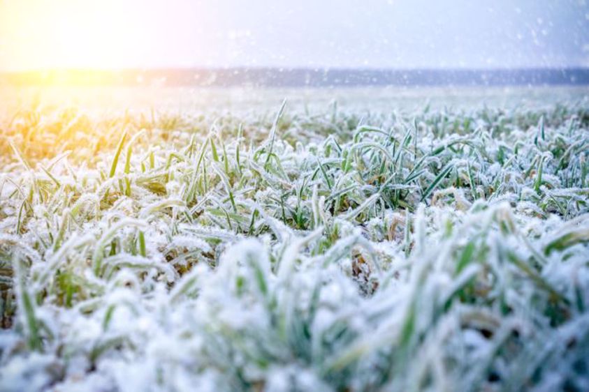 La couverture neigeuse est par ailleurs plutôt bien développée à l’est de l’Europe (©Nordroden Fotolia)