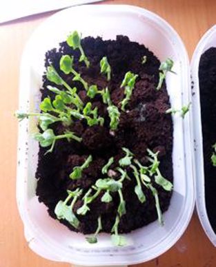 Sortie des plantules au bout d'une semaine